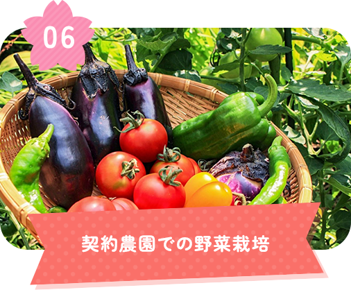 契約農園での野菜栽培